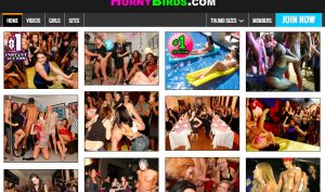 Horny Birds horny birds